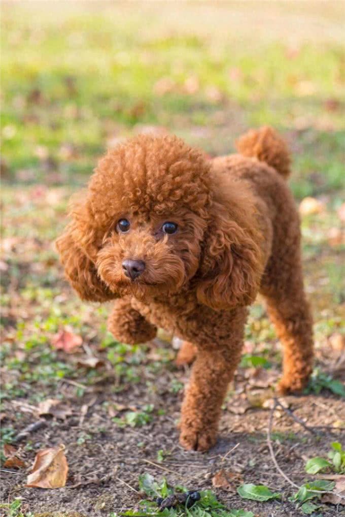 如何纠正贵宾犬不良习惯?主人必学的纠正技巧!