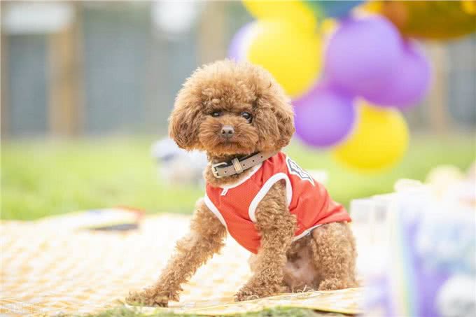 如何纠正贵宾犬不良习惯?主人必学的纠正技巧!
