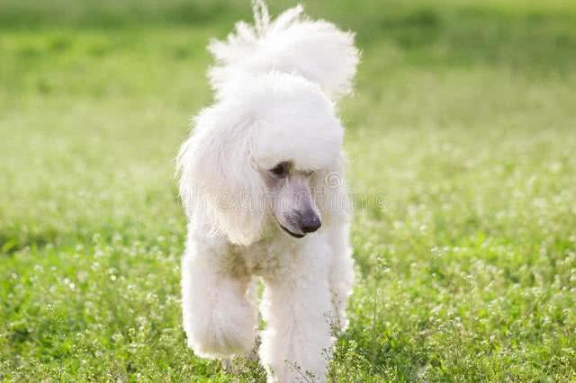 如何纠正贵宾犬不良习惯?主人必学的纠正技巧!