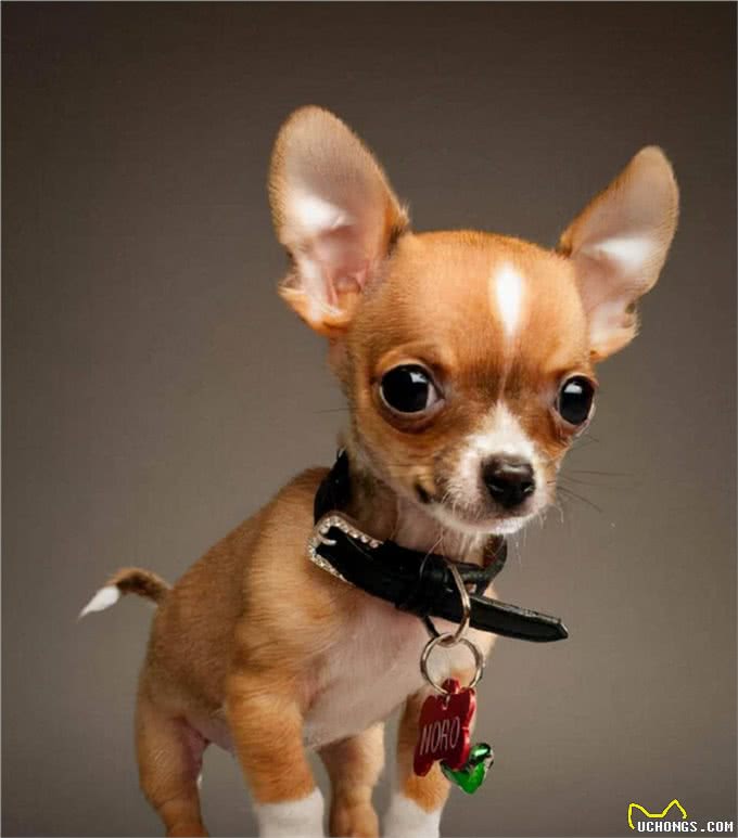 世界上永远都长不大的狗，你家的狗上榜了吗?