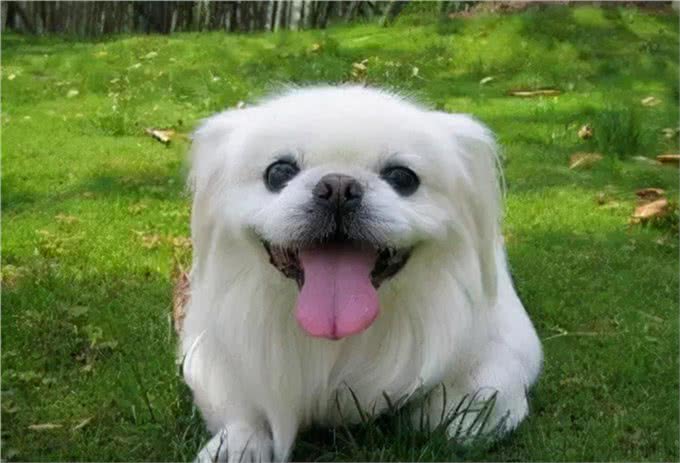 世界上永远都长不大的狗，你家的狗上榜了吗?