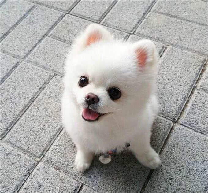 世界上永远都长不大的狗，你家的狗上榜了吗?