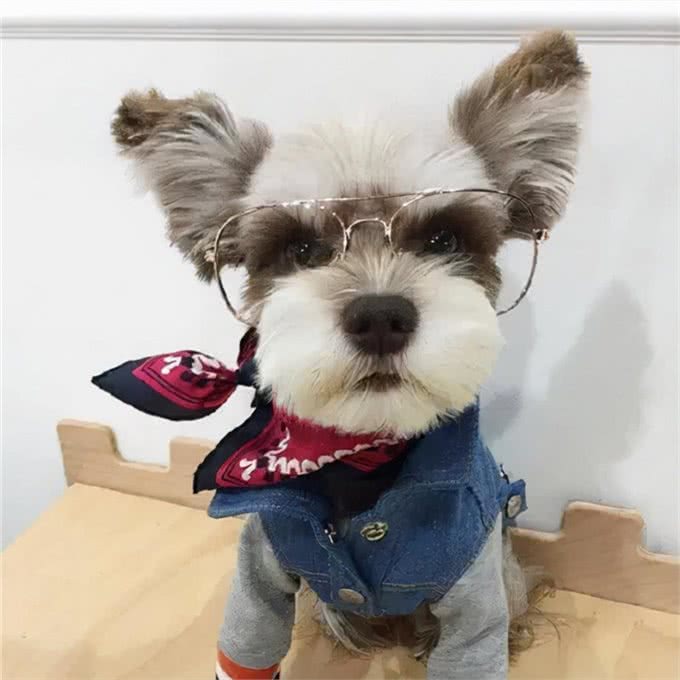 世界上永远都长不大的狗，你家的狗上榜了吗?