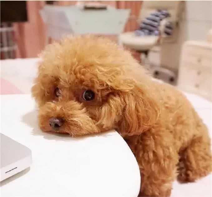 世界上永远都长不大的狗，你家的狗上榜了吗?