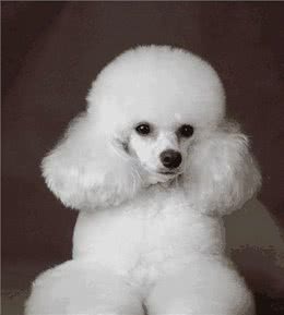 世界上永远都长不大的狗，你家的狗上榜了吗?