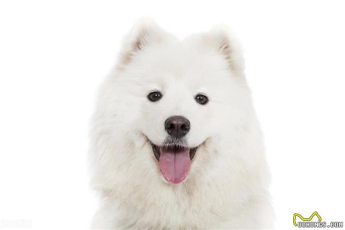 博美萨摩耶的区别，不止体型差距大，还有这么几点，你知道吗?