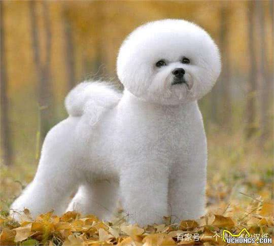 要想养好比熊犬,这4点一定要多注意,陪玩儿是关键