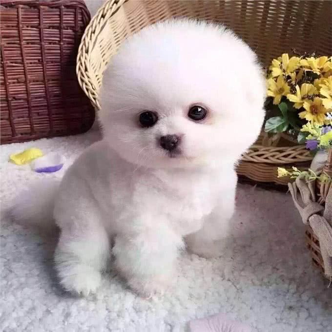 要想养好比熊犬,这4点一定要多注意,陪玩儿是关键