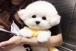 要想养好比熊犬，这4点一定要多注意，陪玩儿是关键