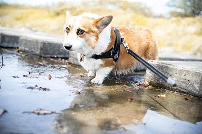 狗狗不喜欢水和热水的4大原因，竟然还有解决方法!