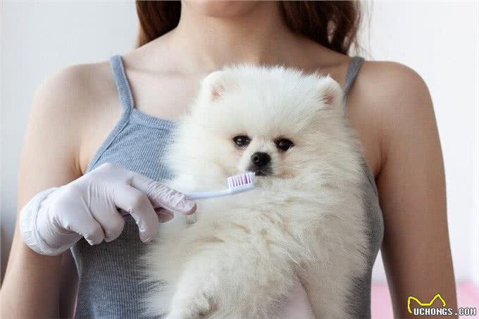 新手养比熊犬的必备攻略!新手养比熊犬注意事项有哪些?