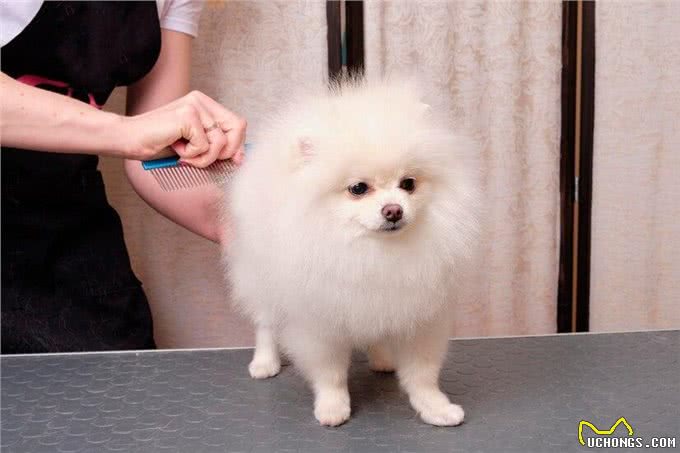 新手养比熊犬的必备攻略!新手养比熊犬注意事项有哪些?