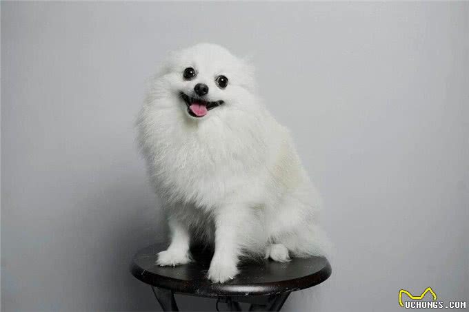 新手养比熊犬的必备攻略!新手养比熊犬注意事项有哪些?