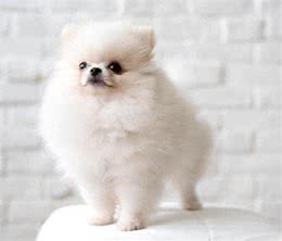 新手养比熊犬的必备攻略!新手养比熊犬注意事项有哪些?