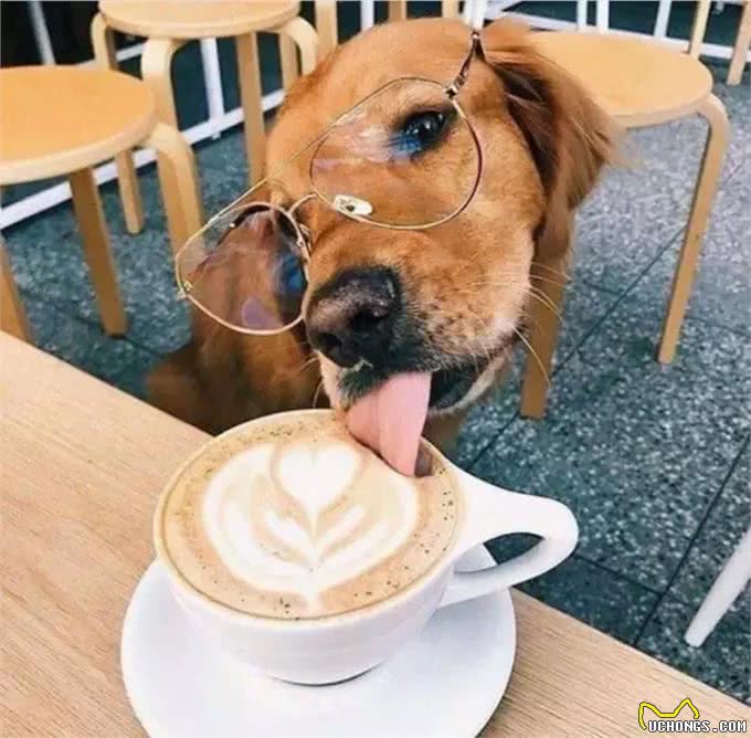 宠物能喝咖啡吗?不小心喝了怎么办?