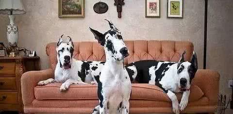 最适合霸气男生养的十大狗狗品种!