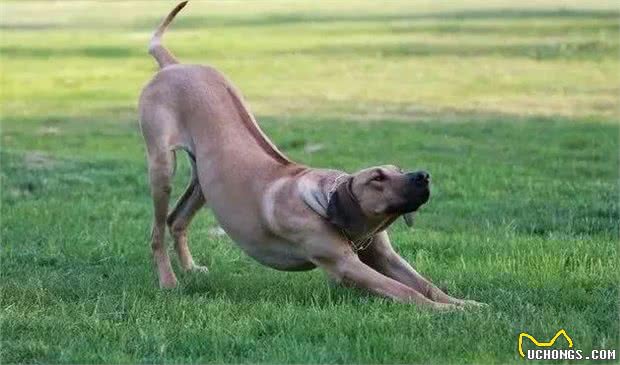 最适合霸气男生养的十大狗狗品种!