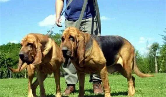 最适合霸气男生养的十大狗狗品种!