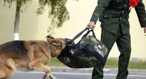 最适合霸气男生养的十大狗狗品种!