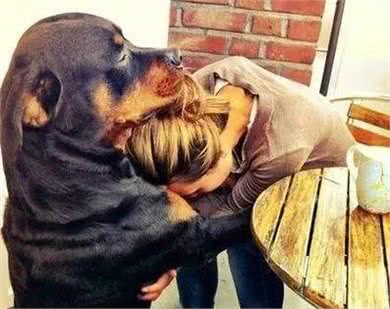 最适合霸气男生养的十大狗狗品种!