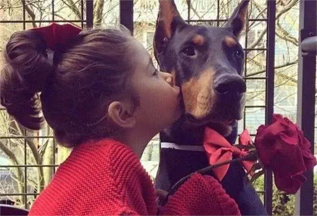 最适合霸气男生养的十大狗狗品种!