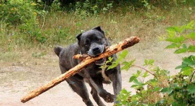 最适合霸气男生养的十大狗狗品种!