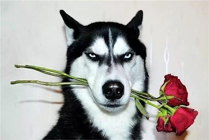 最适合霸气男生养的十大狗狗品种!