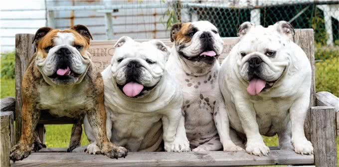 最适合霸气男生养的十大狗狗品种!