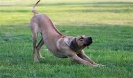 最适合霸气男生养的十大狗狗品种!