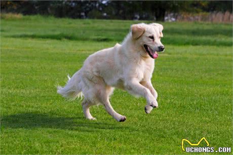 少点误解!教你读懂狗狗的几大行为