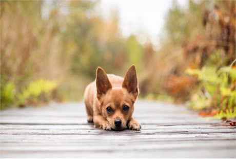 少点误解!教你读懂狗狗的几大行为