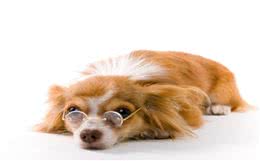 少点误解!教你读懂狗狗的几大行为