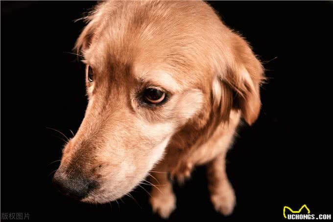 主人睡觉了时候，狗子都在干嘛?想什么?