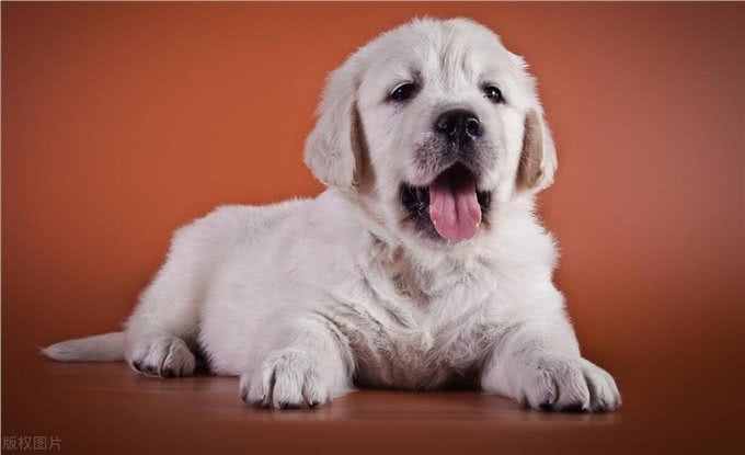 主人睡觉了时候，狗子都在干嘛?想什么?