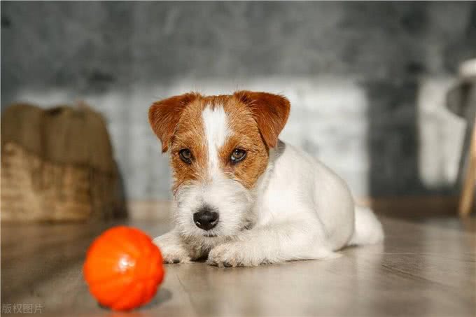 主人睡觉了时候，狗子都在干嘛?想什么?