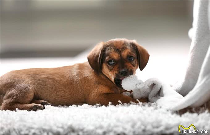 主人睡觉了时候，狗子都在干嘛?想什么?