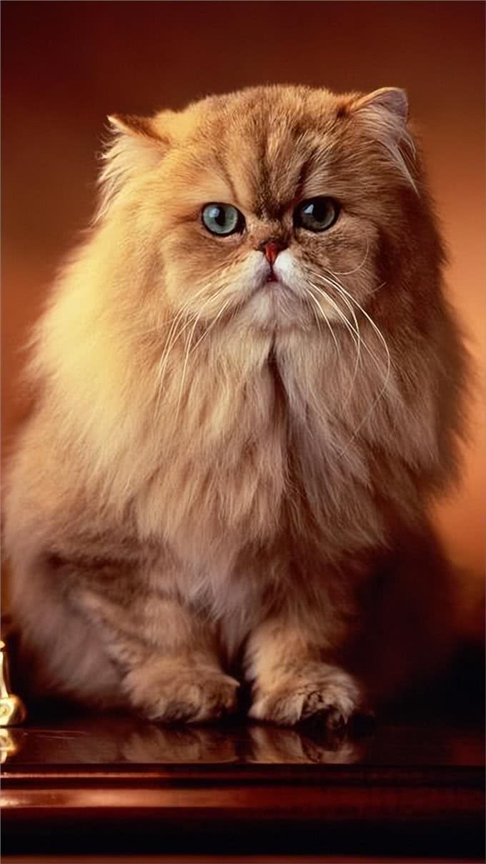 波斯猫若出现这些举动，说明生活很滋润