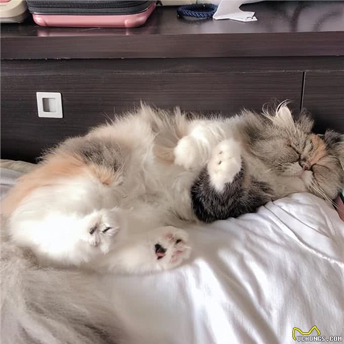 波斯猫若出现这些举动，说明生活很滋润