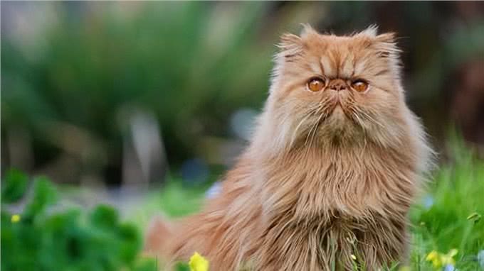 波斯猫若出现这些举动，说明生活很滋润