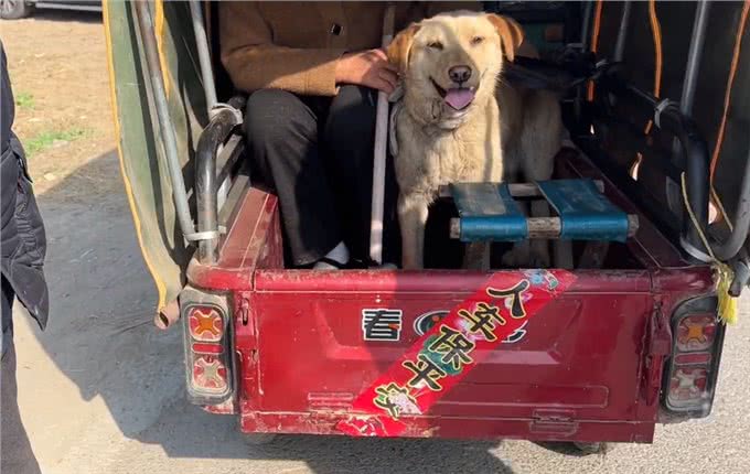 河南:大叔刚离开,狗狗便被拎着扔进笼,发现赚到,狗贩笑开了花