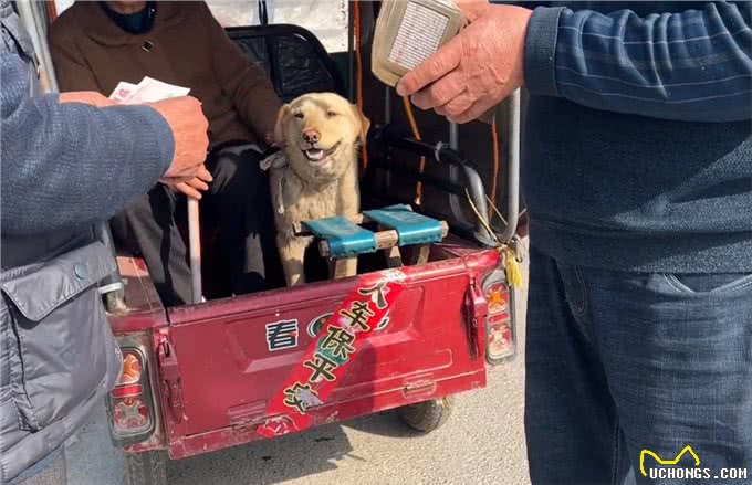 河南:大叔刚离开,狗狗便被拎着扔进笼,发现赚到,狗贩笑开了花