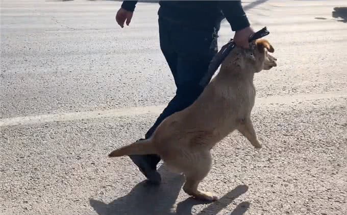 河南:大叔刚离开,狗狗便被拎着扔进笼,发现赚到,狗贩笑开了花