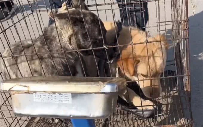 河南:大叔刚离开,狗狗便被拎着扔进笼,发现赚到,狗贩笑开了花