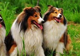 狗的智商有高低之分吗?