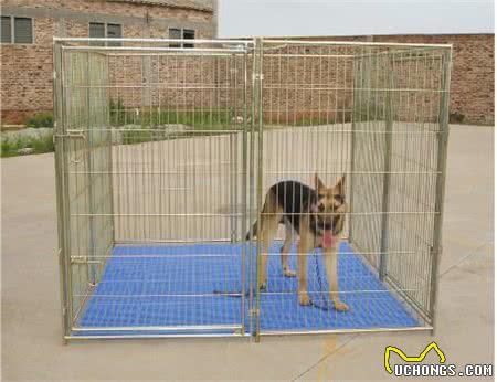 狗狗住笼子的习惯是怎么训练的