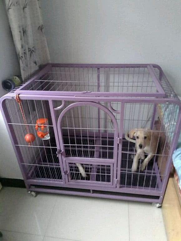 狗狗住笼子的习惯是怎么训练的