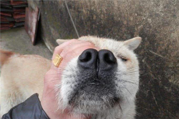 祖传的挑狗秘诀，你还不来了解一下吗?