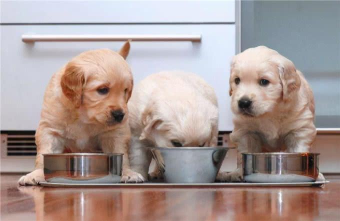 祖传的挑狗秘诀，你还不来了解一下吗?