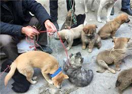 祖传的挑狗秘诀，你还不来了解一下吗?