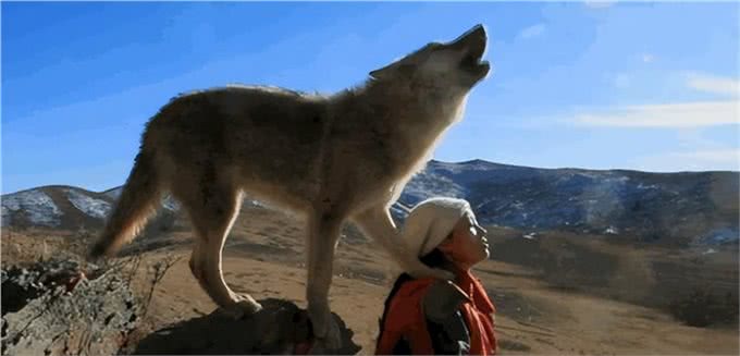 牧民给狗戴防狼项圈，这个真的有用吗?狼不会攻击狗的其他部位?